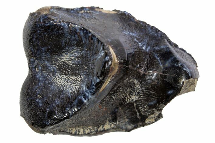 Fossil Eocene Coryphodon Mammal Tooth - Wyoming #316513